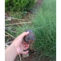 綠化草花粉黛亂子草批發(fā)基地