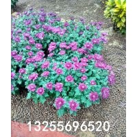 優(yōu)質(zhì)綠化菊花批發(fā)基地