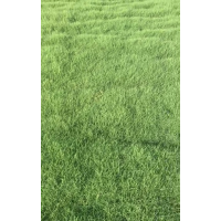 供應(yīng)馬尼拉、百慕大、百慕大黑麥草混播草坪、果嶺草