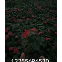 非洲風(fēng)仙品種大全 供應(yīng)非洲風(fēng)仙非洲風(fēng)仙價格 非洲風(fēng)仙價格