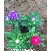 翠菊有幾個顏色 翠菊品種大全翠菊價格 翠菊批發(fā) 翠菊照片