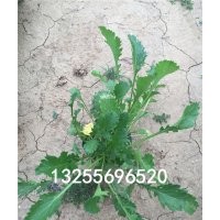 供應(yīng)大濱菊 大濱菊批發(fā) 大濱菊價格 大濱菊圖片 大濱菊品種大全