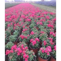 供應(yīng)盆花：金魚草 南非萬壽菊
