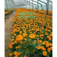 春季草花，宿根、地被類(lèi)