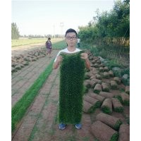 供應(yīng)草坪