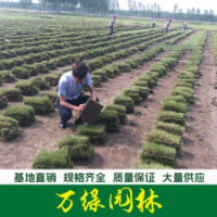 四季青草坪