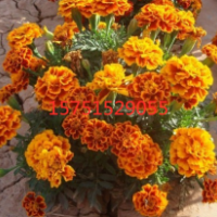 孔雀草基地_開花早_花期長_花海常用品種