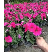 矮牽牛工程花卉價(jià)格 矮牽牛草花批發(fā)