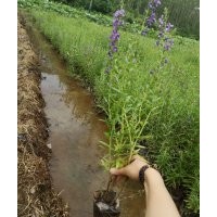 供應貴州水生植物|貴州水生花卉|貴州水生植物花卉種苗|貴州水生