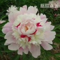 芍藥
