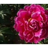 各種芍藥