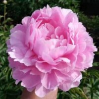 芍藥