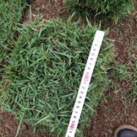 蘭引3號草皮草卷