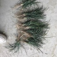 襄陽歐廟優(yōu)質(zhì)麥冬草批發(fā)基地~產(chǎn)地直銷~虎強綠化~你的選擇沒有錯