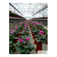 供應(yīng)成都仙客來(lái)——兔子花