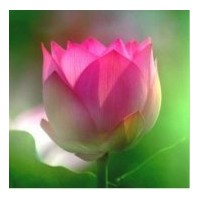 供應荷花種藕