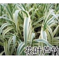 供應花葉蘆竹