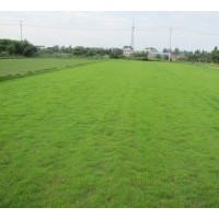供應虎皮草、馬尼拉、天堂、四季青、高羊茅等各式草坪