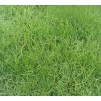 河南早熟禾鄢陵早熟禾伍子早熟禾早熟禾價(jià)格