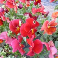 長期供應(yīng)各種草花會議租擺用花草花