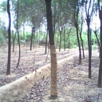句容百慕大草坪直銷