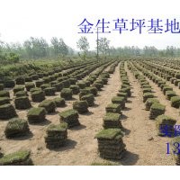 馬尼拉草坪