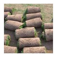 主要經(jīng)營：早熟禾草坪（抗病，抗旱，抗寒，耐踐踏），高羊茅