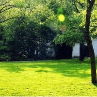 供應(yīng)夏威夷草、美國(guó)四季青、天鵝絨、臺(tái)灣四季青草