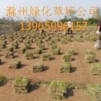 馬尼拉草坪