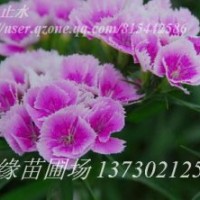五彩石竹
