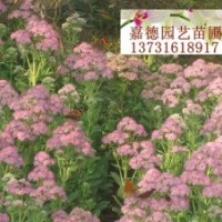 處理：八寶景天，100萬芽子