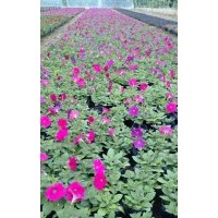 海棠花、一串紅、矮牽牛、孔雀草