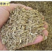 最新黑麥草種子價格高羊茅種子