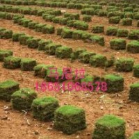 百慕大草坪供應(yīng)，馬尼拉草坪供應(yīng)