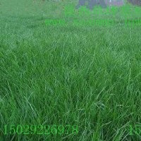 陜西草坪|西安草坪區(qū)|優(yōu)等級草坪培育|陜西綠化草坪