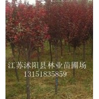 本場常年供應：佛甲草、紅葉小檗、金葉女貞