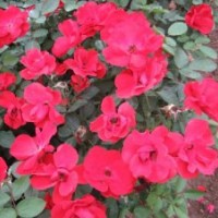 豐花月季基地