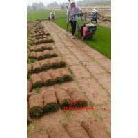 球場專用草坪基地
