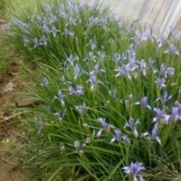 宿根地被植物基地 馬蘭 馬蓮花
