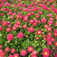 大量出售雛菊