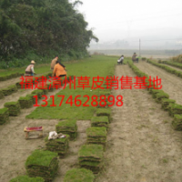 漳州草皮、漳州草坪、漳州馬尼拉草、綠化草皮