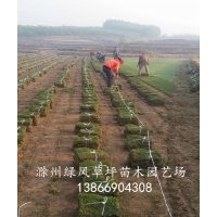 馬尼拉草坪