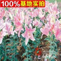 苗木基地直銷 香水百合 觀賞百合 百合種球