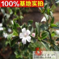 六月雪 六月開(kāi)花 可愛(ài)清馨小盆栽