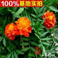 批發(fā)孔雀草 矮生孔雀草 綠化地被