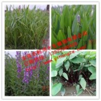 供應(yīng)水生植物梭魚草，推薦東莞懿鴻水生植物