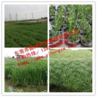 供應(yīng)水生植物燈心草，推薦東莞懿鴻水生植物