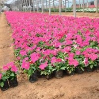 矮牽牛批發(fā) 山東矮牽牛價(jià)格 青州矮牽?；?/></a>
<div><a href=