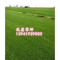 我要買草坪苗木