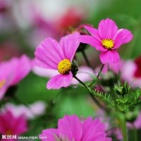 波斯菊